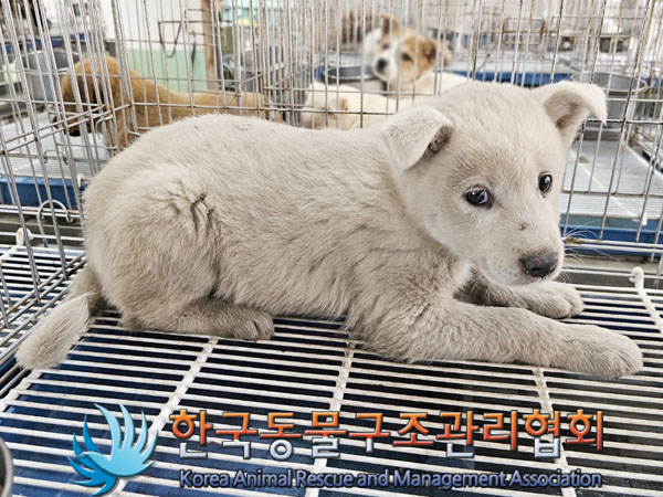 한국동물구조관리협회_441409202300925